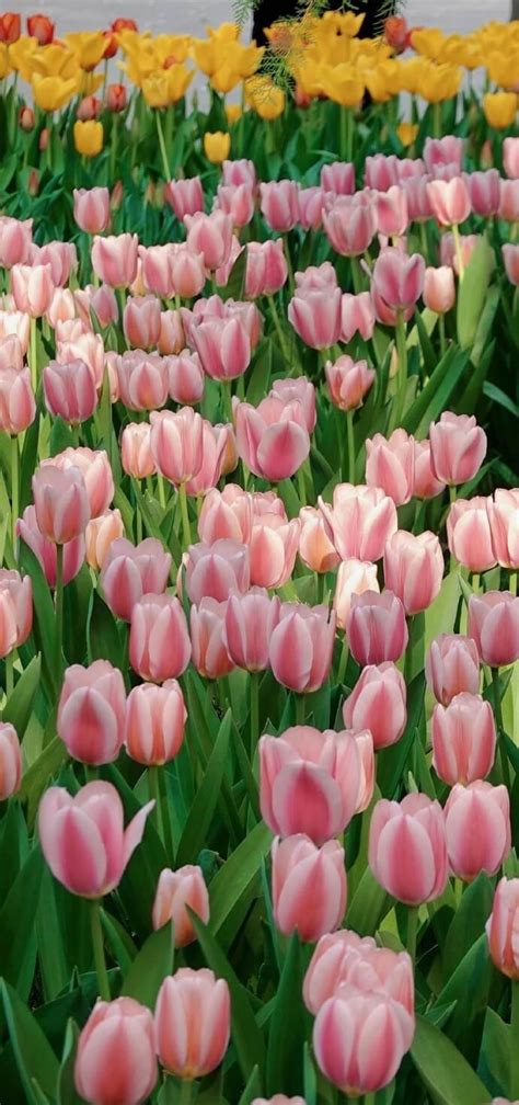 Bộ Sưu Tập Hình Nền Hoa Tulip Cực Chất Full 4k Cho điện Thoại Có Hơn