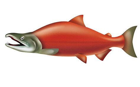 Clip Art Of Salmon 20 Free Cliparts Download Images On Clipground 2023