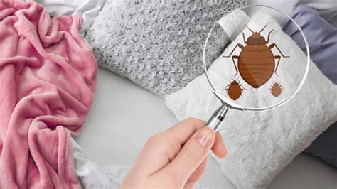 How To Find Bedbugs At Your Home My Decorative