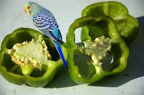 The 12 Best Treats For Budgies