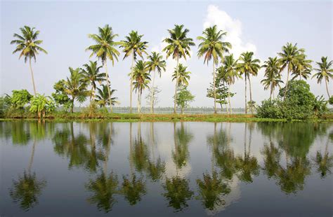 India Kerala Alappuzha Palm Trees By Sydney James