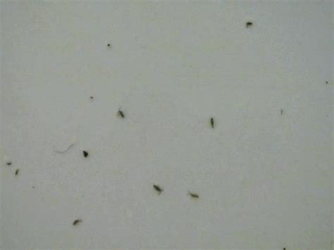 Tiny Black Bugs In Bathroom Sink Bathroom Sink Sink European