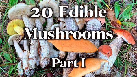 20 Edible Mushrooms I Can Identify Without Mistake Part I Youtube
