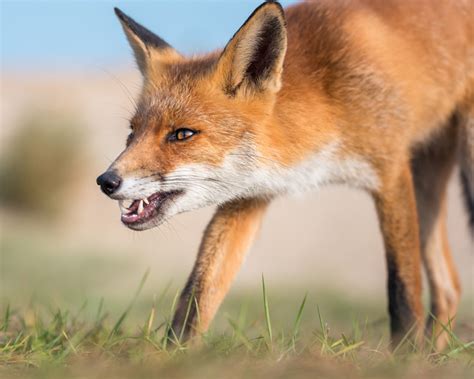 Top 102 What Animals Carry Rabies