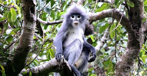 Scientists Just Discovered A New Species Of Monkey — But It Is Already