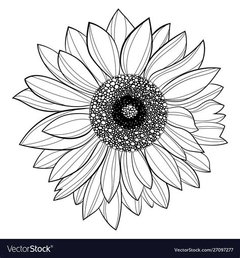 Sunflower Flower Black And White Illustration Of A Sunflower Tattoo
