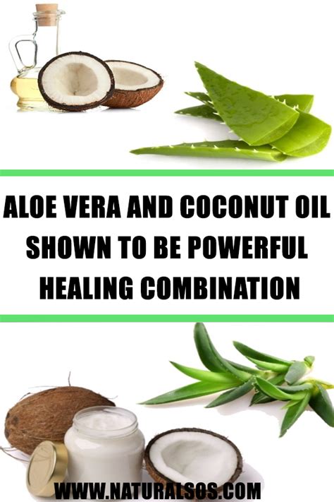 Aloe Vera And Coconut Oil Shown To Be Powerful Healing Combination