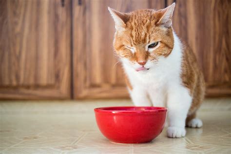 Best canned food for diabetic cats. Yuck | I've been feeding the cat eggs, which he normally ...