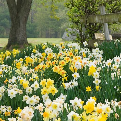 The Works Daffodil Mix White Flower Farm Daffodils Front Landscaping