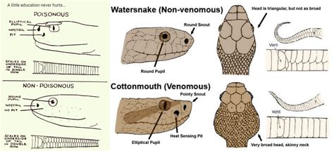 Identifying Venomous Snakes