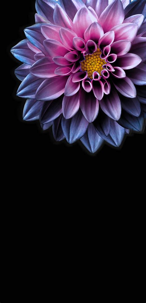 Dahlia Flower Flowers Pink Hd Phone Wallpaper Peakpx
