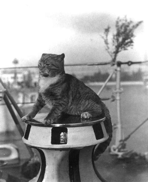 Cats In The Sea Services Naval History Magazine February 2021