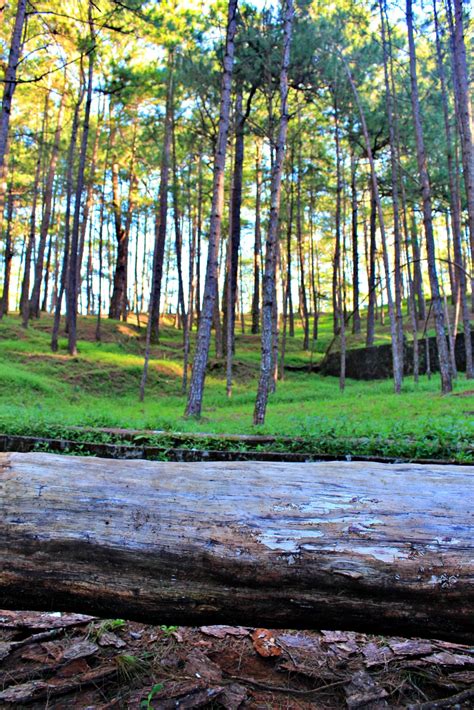 Following The Yellow Trail At Camp John Hay Baguio Nomadic Experiences