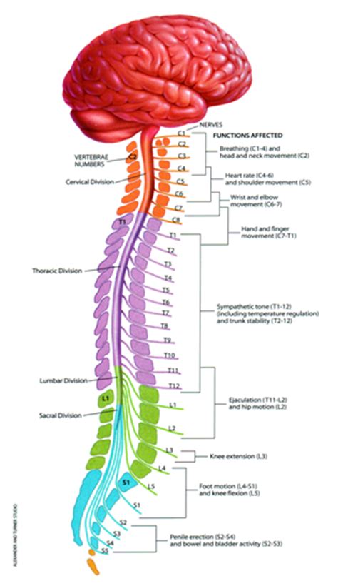 The anatomical divisions are the central and peripheral nervous systems. How is the central nervous system protected from external ...