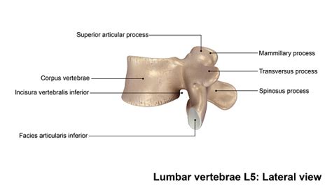 Vista Lateral De L5 Vértebras Lumbares Foto De Stock Y Más Banco De