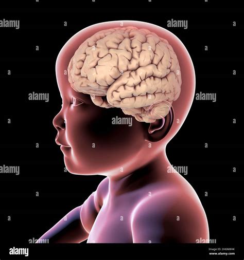 Babys Brain Illustration Stock Photo Alamy