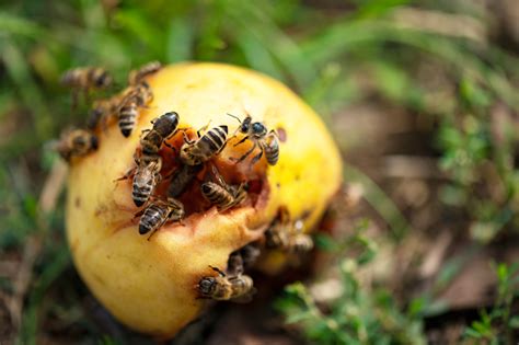 Do Honey Bees Eat Fruit Honey Bee Suite