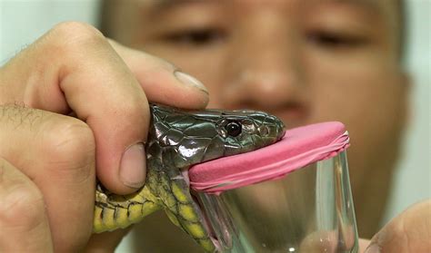 Australia Sydney Teenager Survives Bite By Worlds Deadliest Snake