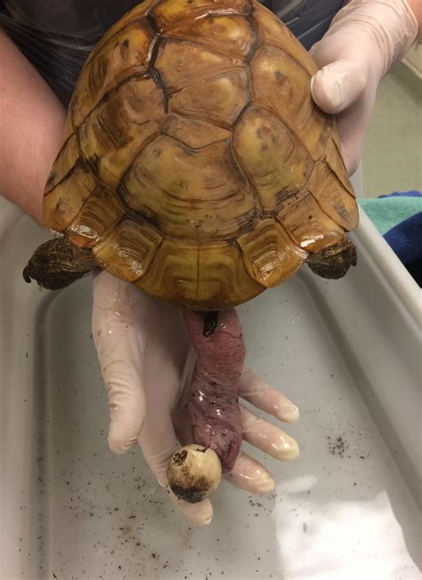 Cloacal Prolapses In Reptiles Veterinary Practice