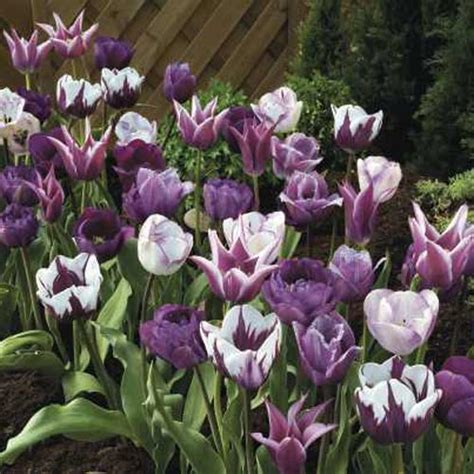 Purple Passion Tulip Blend K Van Bourgondien