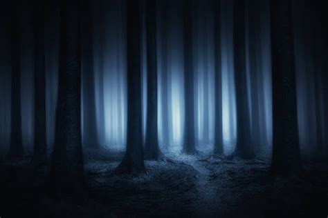 Top 60 Dark Forest Stock Photos Pictures And Images Istock