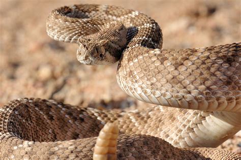 Desert Snakes