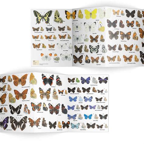 Butterflies Identifier Chart Rspb Id Spotlight Series Rspb Shop