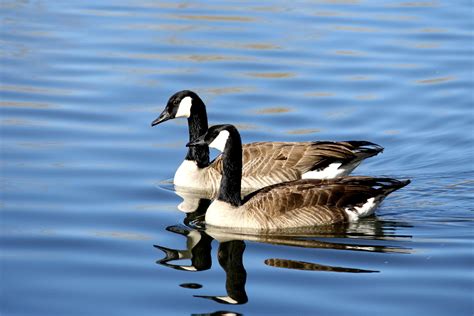 Free Picture Canadian Geese Birds Blue Water Lake