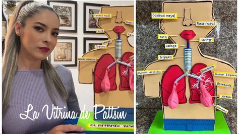 Maqueta Del Sistema Respiratorio Paso A Paso Sistemarespiratorio