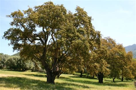 6 árboles De Sombra Perfectos Para Climas Cálidos O Templados
