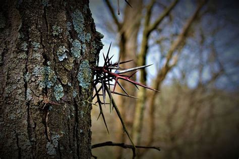 Are Locust Tree Thorns Poisonous Reveal The Truth