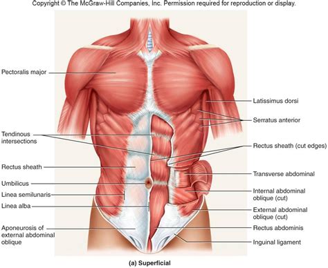 Smooth muscles line the inside of all our hollow organs like the intestines and the stomach. Basic Anatomy | Health Guide
