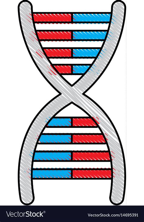 Drawing Dna Molecule Chromosome Biology Genetic Vector Image