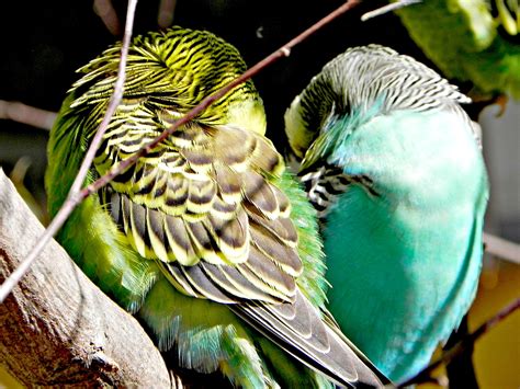 Parakeet Budgie Parrot Bird Tropical 57 Wallpapers Hd Desktop