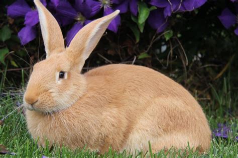 Palomino Is A Golden Colored Rabbit That Comes In Two Varieties Golden