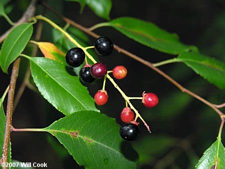 Maybe you would like to learn more about one of these? Black Cherry (Prunus serotina)