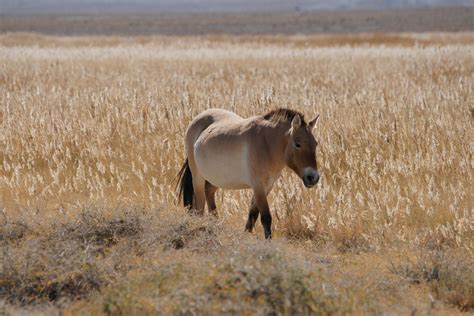Save The Wild Horse The Takhi