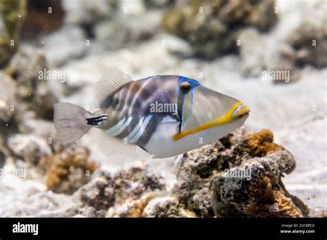 Picasso Triggerfish Rhinecanthus Aculeatus Maldives Stock Photo Alamy