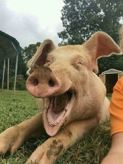 Happy Hog Sourires Pinterest Animals Pet Pigs Et Pets
