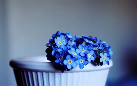 Blue Flower Wallpaper 60 Pictures