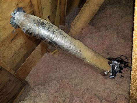 Squirrel Removal From The Attic In North York Sia Wildlife Control Inc