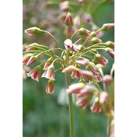 Allium Nectaroscordum Siculum Bollen Koopzaden Nl