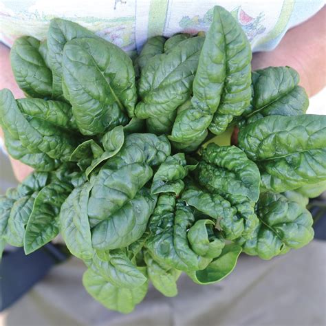 Bloomsdale Savoy Spinach Seed - Territorial Seed Company