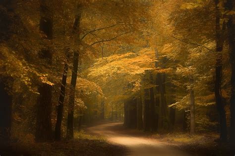 Wallpaper Sunlight Trees Landscape Forest Fall Nature Road