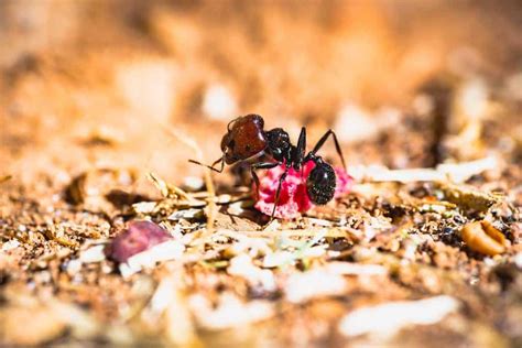 We did not find results for: How To Get Rid of Carpenter Ants - How I Get Rid Of