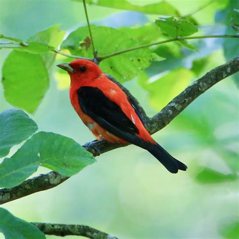 Scarlet Tanager Bird Watching Academy