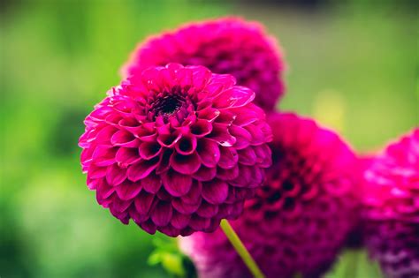 Download Dark Purple Color Dahlia Flower Wallpaper Garden By