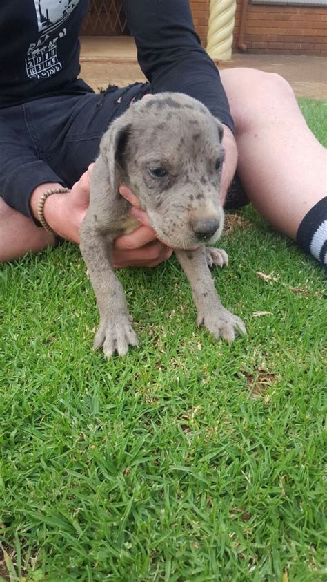 All puppies come vaccinated, micro chipped, de wormed, with registration we are offering the best quality great dane puppies you can find anywhere else. Great Dane Rescue Pa | Top Dog Information