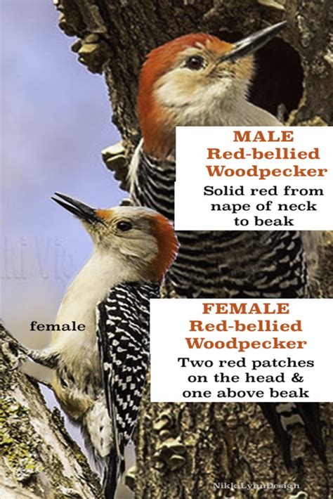 Red Bellied Woodpecker Nikki Lynn Design