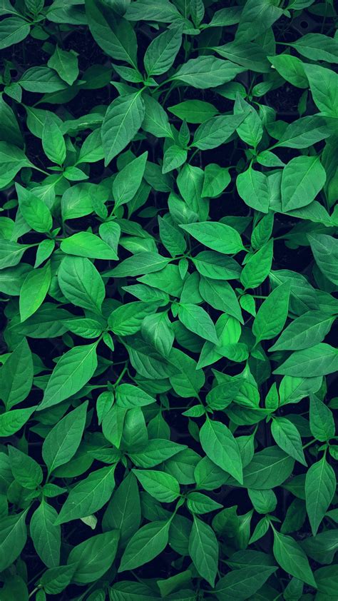 Plant Leaves Green Wallpaper 1080x1920